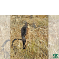 گونه سنقر خاکستری Hen Harrier